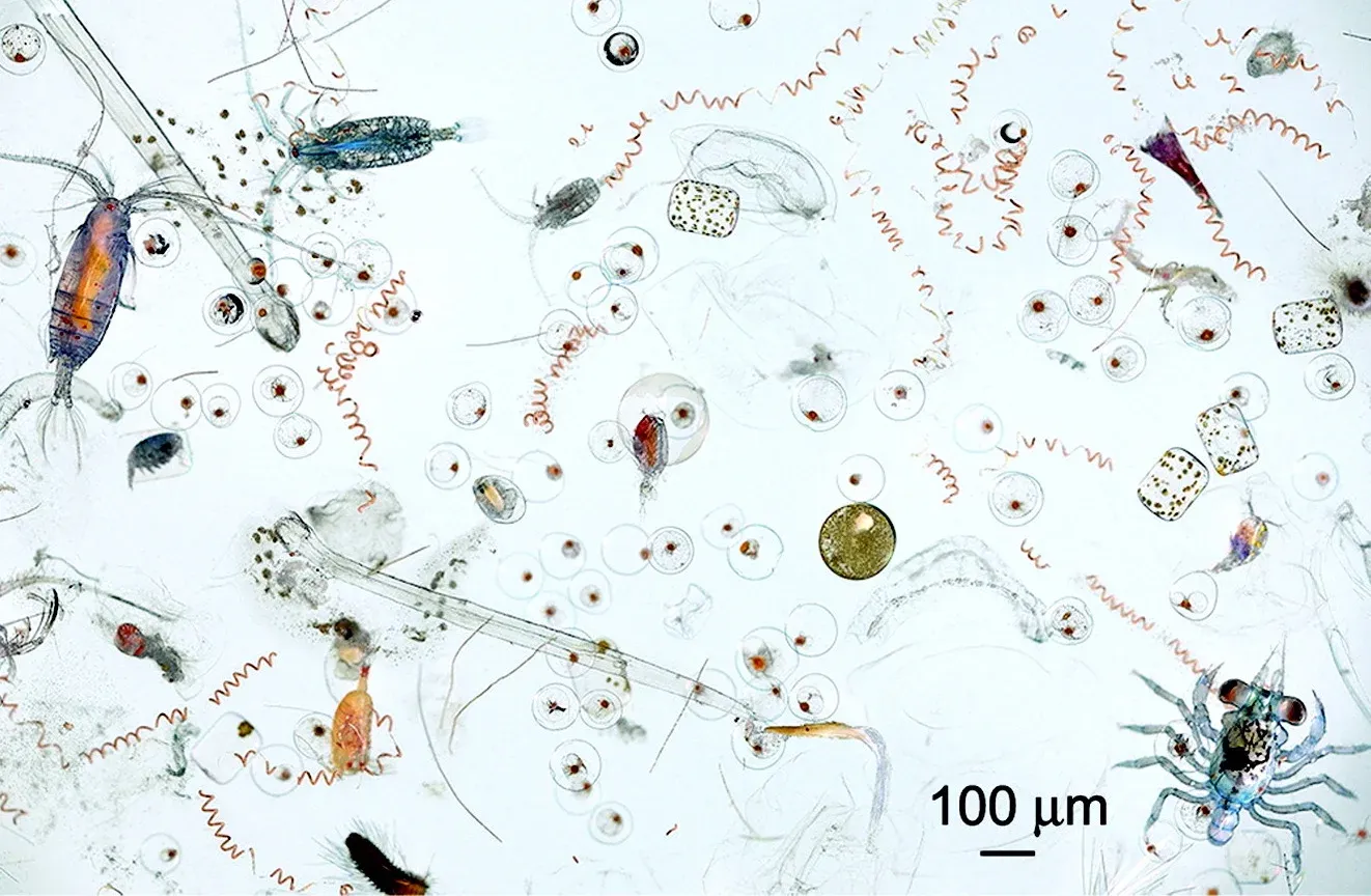 Plancton marin vu au microscope sur fond clair, mêlant algues microscopiques, filaments, œufs et petites larves de crustacés
